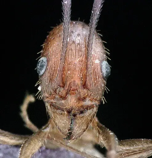 Aphaenogaster floridana specimen ANTWEB1041500 image antweb1041500_2