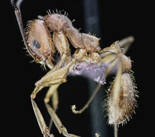 Aphaenogaster floridana specimen ANTWEB1041500 image antweb1041500_3