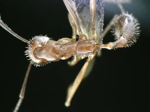 Aphaenogaster floridana specimen ANTWEB1041501 image antweb1041501_1