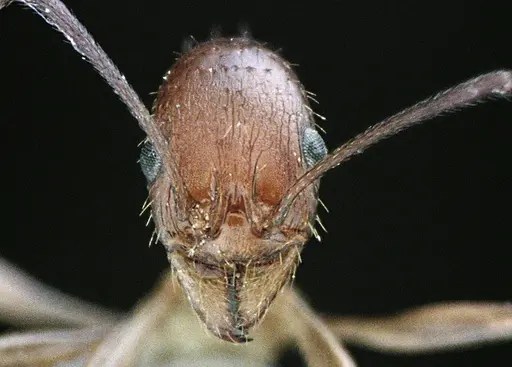 Aphaenogaster floridana specimen ANTWEB1041501 image antweb1041501_2