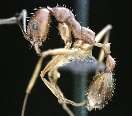 Aphaenogaster floridana specimen ANTWEB1041501 image antweb1041501_3