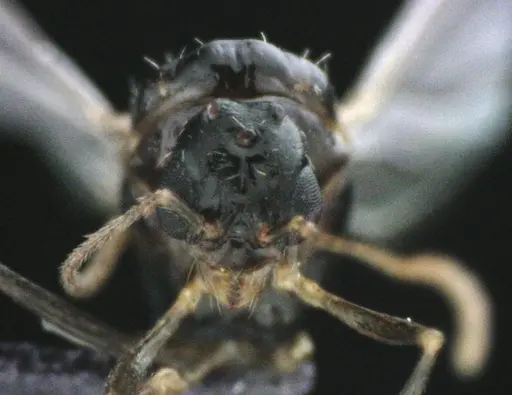 Aphaenogaster floridana specimen ANTWEB1041502 image antweb1041502_2
