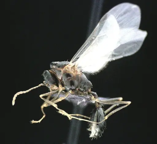 Aphaenogaster floridana specimen ANTWEB1041502 image antweb1041502_3
