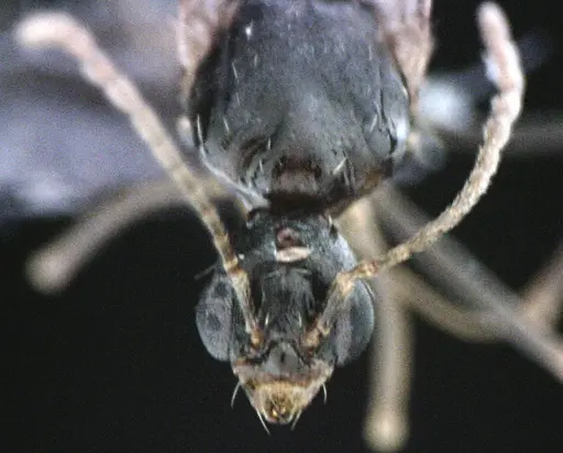 Aphaenogaster floridana specimen ANTWEB1041503 image antweb1041503_2
