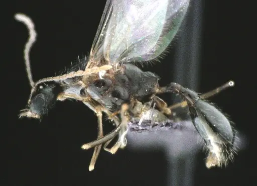 Aphaenogaster floridana specimen ANTWEB1041503 image antweb1041503_3
