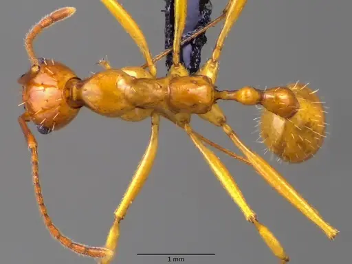 Aphaenogaster floridana specimen ANTWEB1060078 image antweb1060078_1