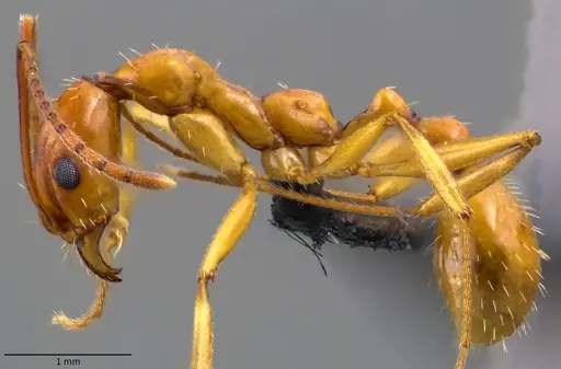 Aphaenogaster floridana specimen ANTWEB1060078 image antweb1060078_3