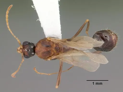 Aphaenogaster floridana specimen CASENT0103580 image casent0103580_1