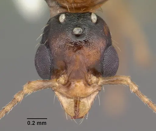Aphaenogaster floridana specimen CASENT0103580 image casent0103580_2