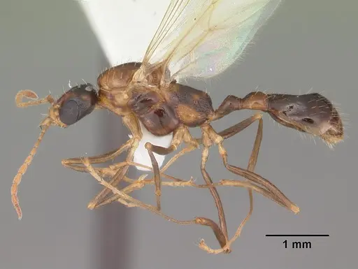 Aphaenogaster floridana specimen CASENT0103580 image casent0103580_3
