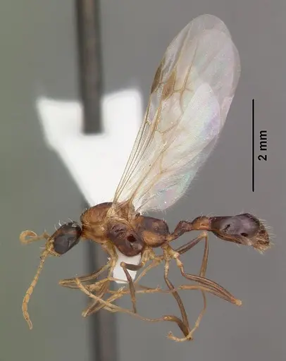 Aphaenogaster floridana specimen CASENT0103580 image casent0103580_4