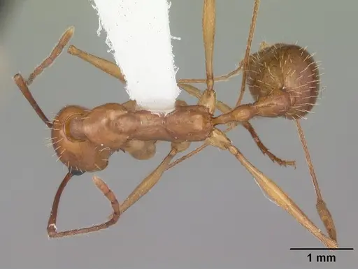 Aphaenogaster floridana specimen CASENT0103583 image casent0103583_1