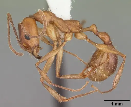 Aphaenogaster floridana specimen CASENT0103583 image casent0103583_3