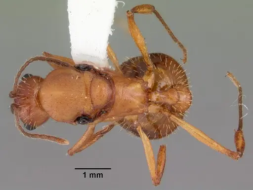 Aphaenogaster floridana specimen CASENT0103584 image casent0103584_1