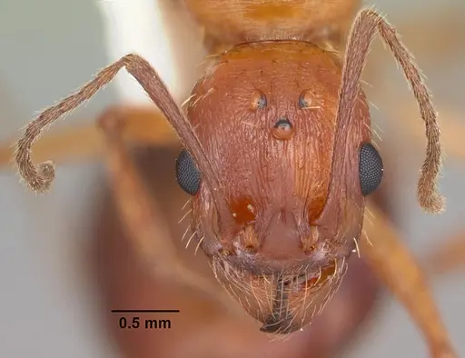 Aphaenogaster floridana specimen CASENT0103584 image casent0103584_2