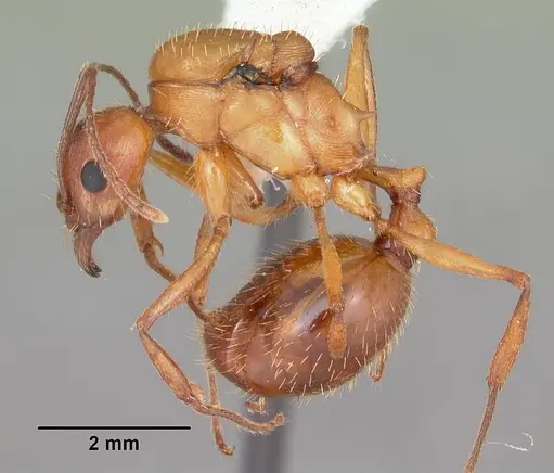 Aphaenogaster floridana specimen CASENT0103584 image casent0103584_3
