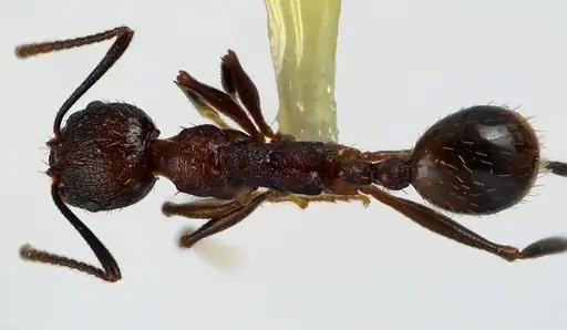 Aphaenogaster fulva specimen ANTWEB1041608 image antweb1041608_1