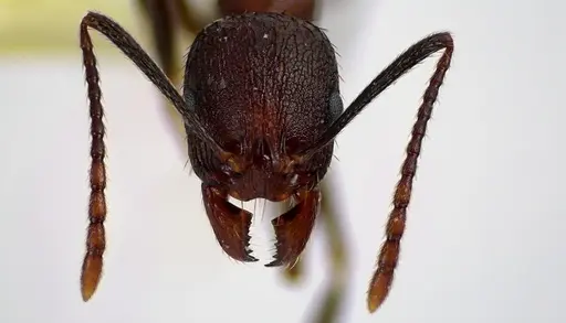 Aphaenogaster fulva specimen ANTWEB1041608 image antweb1041608_2