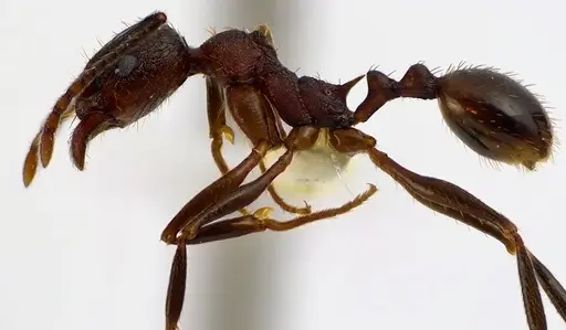 Aphaenogaster fulva specimen ANTWEB1041608 image antweb1041608_3