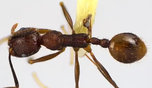 Aphaenogaster fulva specimen ANTWEB1041616 image antweb1041616_1