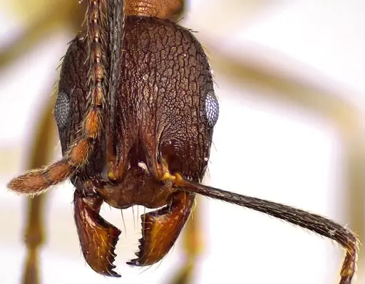 Aphaenogaster fulva specimen ANTWEB1041616 image antweb1041616_2