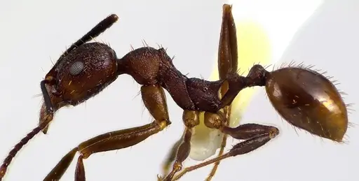 Aphaenogaster fulva specimen ANTWEB1041616 image antweb1041616_3