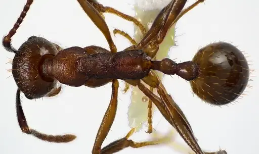 Aphaenogaster fulva specimen ANTWEB1041617 image antweb1041617_1