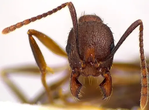 Aphaenogaster fulva specimen ANTWEB1041617 image antweb1041617_2