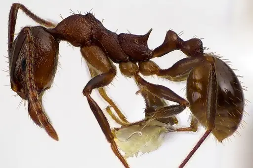 Aphaenogaster fulva specimen ANTWEB1041617 image antweb1041617_3