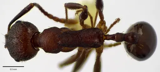 Aphaenogaster fulva specimen ANTWEB1041669 image antweb1041669_1