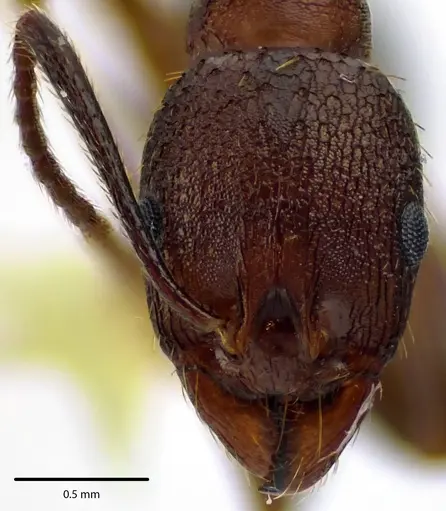 Aphaenogaster fulva specimen ANTWEB1041669 image antweb1041669_2