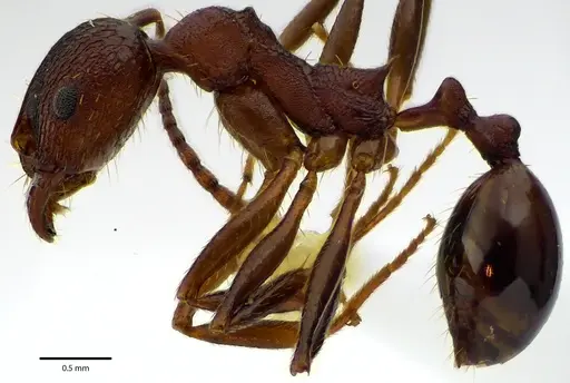 Aphaenogaster fulva specimen ANTWEB1041669 image antweb1041669_3