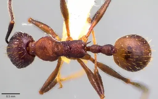 Aphaenogaster fulva specimen ANTWEB1041785 image antweb1041785_1
