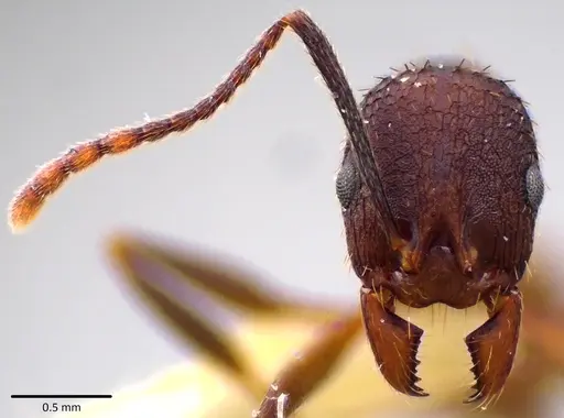 Aphaenogaster fulva specimen ANTWEB1041785 image antweb1041785_2