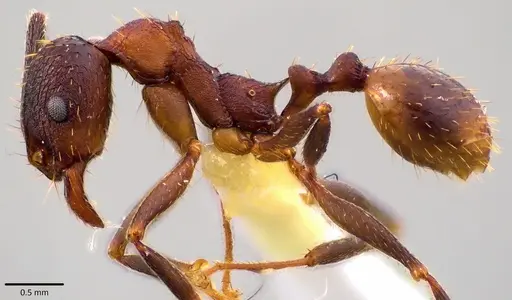 Aphaenogaster fulva specimen ANTWEB1041785 image antweb1041785_3