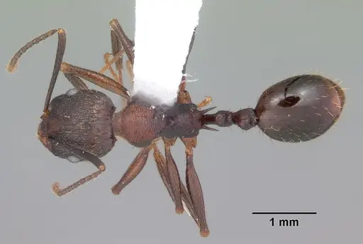 Aphaenogaster fulva specimen CASENT0103585 image casent0103585_1