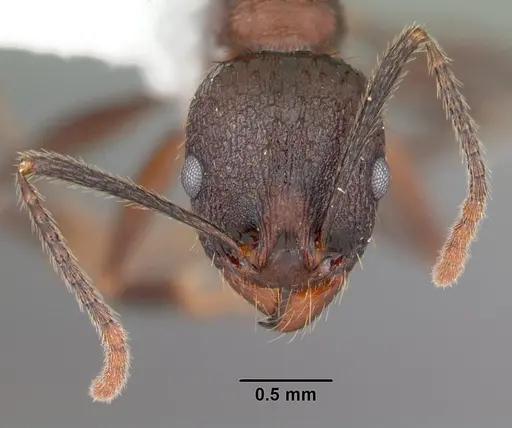 Aphaenogaster fulva specimen CASENT0103585 image casent0103585_2