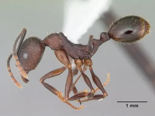 Aphaenogaster fulva specimen CASENT0103585 image casent0103585_3