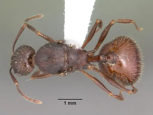 Aphaenogaster fulva specimen CASENT0103588 image casent0103588_1