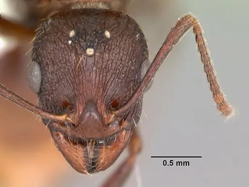 Aphaenogaster fulva specimen CASENT0103588 image casent0103588_2