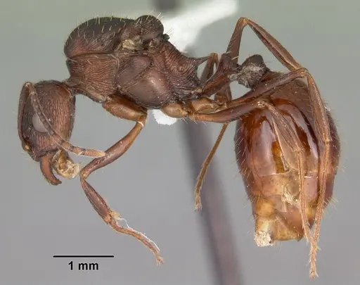 Aphaenogaster fulva specimen CASENT0103588 image casent0103588_3