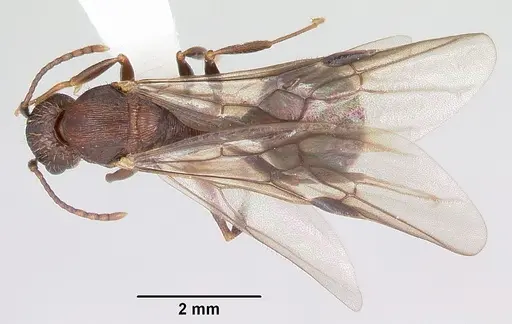 Aphaenogaster fulva specimen CASENT0104857 image casent0104857_1