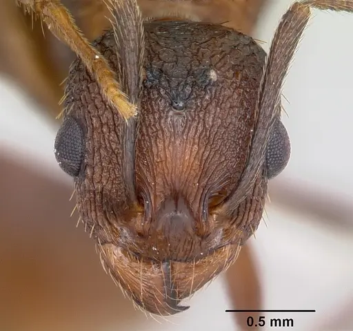 Aphaenogaster fulva specimen CASENT0104857 image casent0104857_2