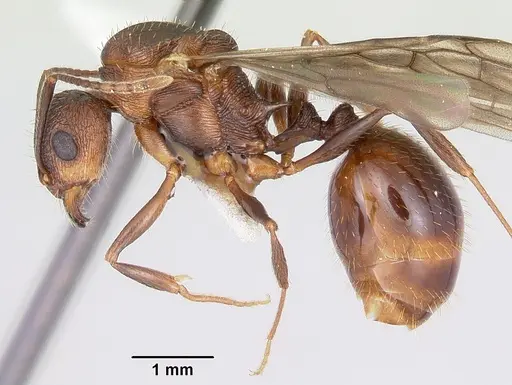 Aphaenogaster fulva specimen CASENT0104857 image casent0104857_3