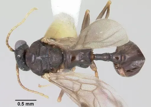 Aphaenogaster fulva specimen CASENT0104858 image casent0104858_1