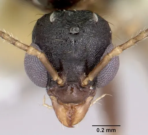 Aphaenogaster fulva specimen CASENT0104858 image casent0104858_2