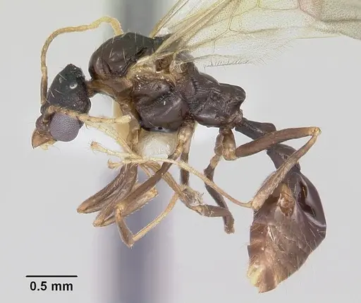 Aphaenogaster fulva specimen CASENT0104858 image casent0104858_3