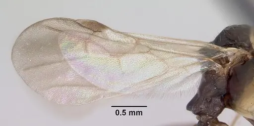 Aphaenogaster fulva specimen CASENT0104858 image casent0104858_4