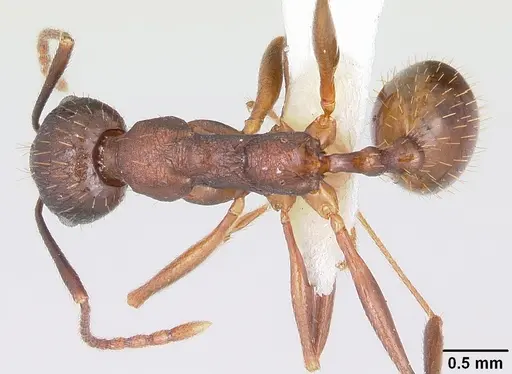 Aphaenogaster fulva specimen CASENT0104859 image casent0104859_1