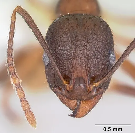 Aphaenogaster fulva specimen CASENT0104859 image casent0104859_2